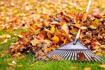Fall Clean Up services in Temple Terrace, Florida